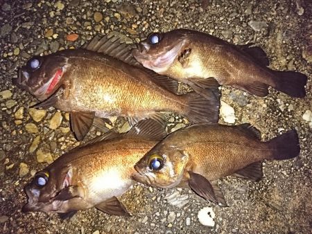 メバリングシーズンですよ